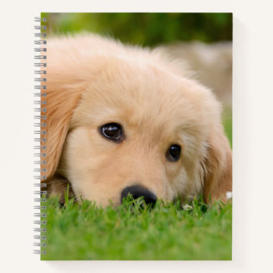 Carnet Golden Retriever mignon Chiot Dreams Chien Tête Ph