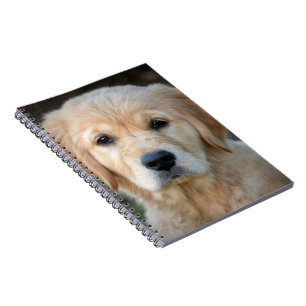 Carnet Golden Retriever Puppy