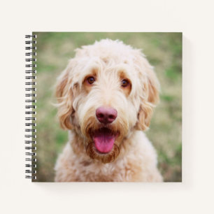 Carnet Goldendoodle souriant