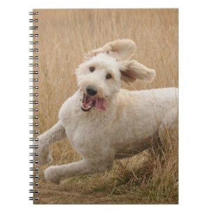 Carnet Goldendoodle traverse l'herbe