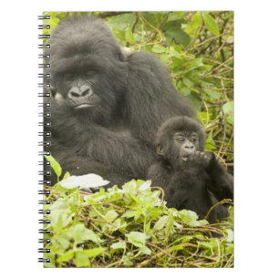Carnet Gorilla de montagne, Gorilla beringei (anciennemen