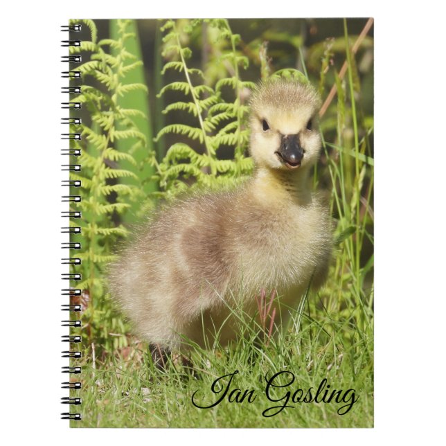 Carnet Gosling (Oie du Canada) (Devant)