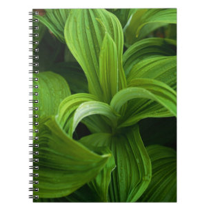 Carnet Gouttes de rosée sur un Helabore faux
