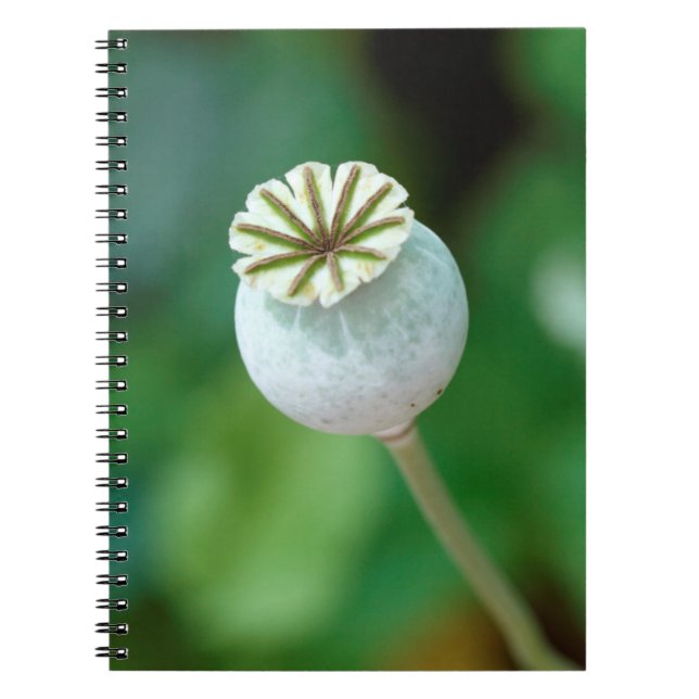 Carnet Graine de tête de fleur de pavot, Cap-Occidental (Devant)