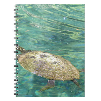 Carnet grande tortue fluviale nager