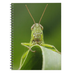 Carnet Grasshopper sur la feuille, Grasshopper Face Gros