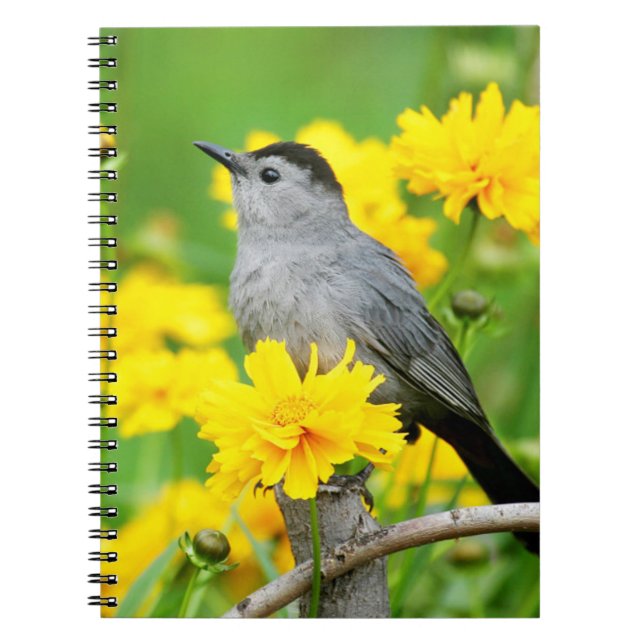 Carnet Gray Catbird on wooden fence (Devant)