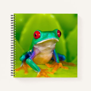 Carnet Grenouille aux yeux rouges, Costa Rica