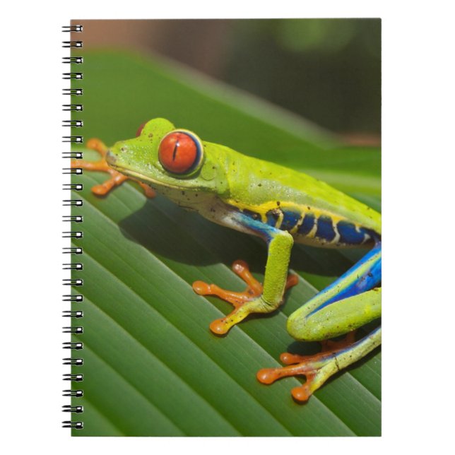 Carnet Grenouille des arbres (Devant)