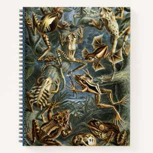 Carnet Grenouille et crapaud Ernst Haeckel vintage