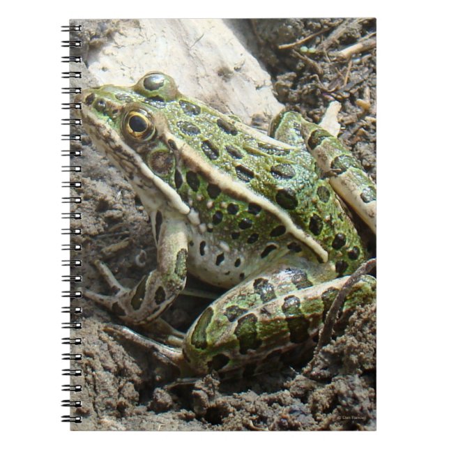 Carnet Grenouille léopard R3 (Devant)