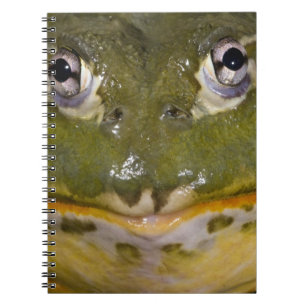 Carnet Grenouille taureau fouisseuse africaine, Pyxicepha