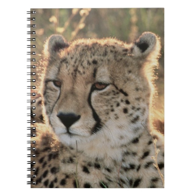 Carnet Gros plan de guépards (Devant)