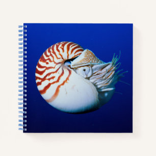 Carnet Gros plan de nautile à chambre