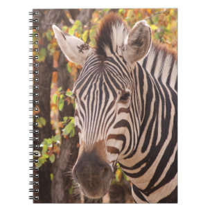Carnet Gros plan de zèbre dans une forêt de mopani