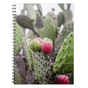 Carnet Gros plan sur le cactus de figue de barbarie