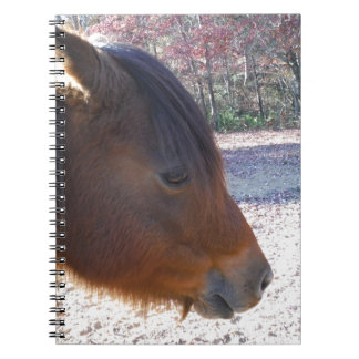 Carnet Gros plan sur le cheval Brown, Little Brown Pony
