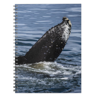 Carnet Grotte à bosse gros plan - Photo de la faune