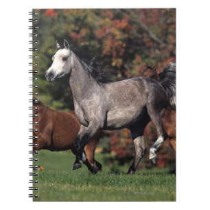 Carnet Groupe de fonctionnement arabe de chevaux