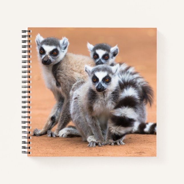 Carnet Groupe de lémuriens à queue annelée (Devant)