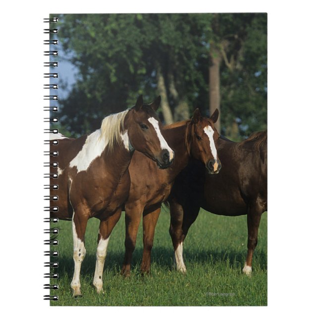 Carnet Groupe de position de chevaux de peinture (Devant)
