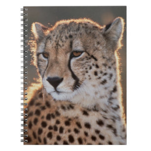 Carnet Guépard regardant ailleurs