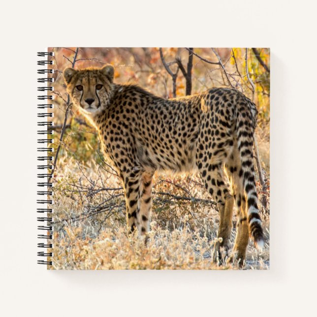 Carnet Guépard regardant autour (Devant)