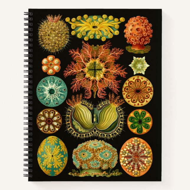 Carnet Haeckel Ascidiae Illustration d'écureuils marins 8 (Devant)