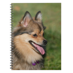 Carnet Halètement de Headshot de Pomeranian