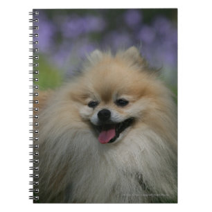 Carnet Halètement de Pomeranian