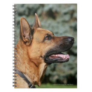 Carnet Headshot 1 de berger allemand
