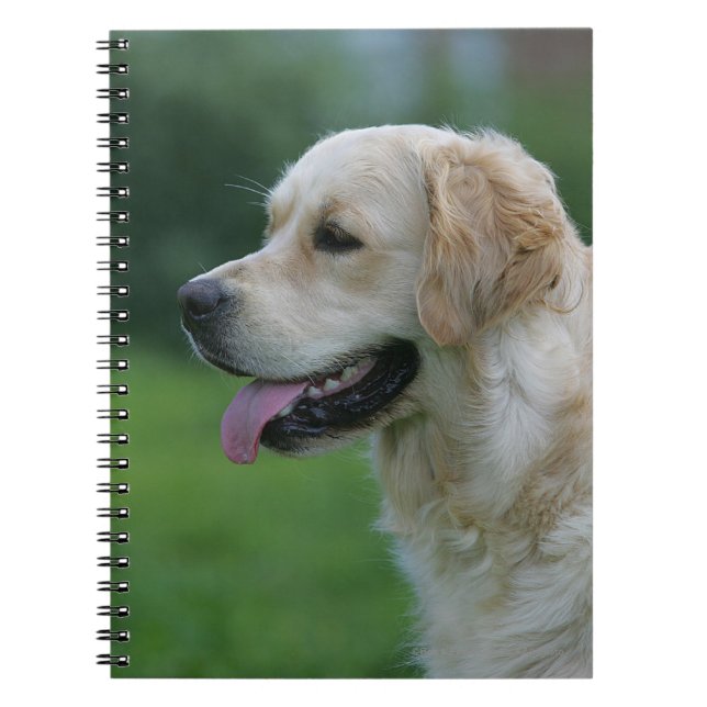 Carnet Headshot 2 2 de golden retriever (Devant)