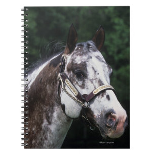 Carnet Headshot 2 de cheval d'Appaloosa