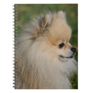 Carnet Headshot 2 de Pomeranian