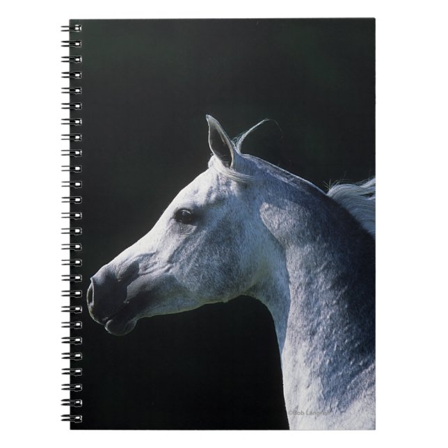 Carnet Headshot arabe 2 de cheval (Devant)