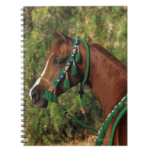 Carnet Headshot arabe de cheval avec le frein