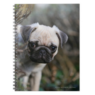 Carnet Headshot de chiot de carlin de faon