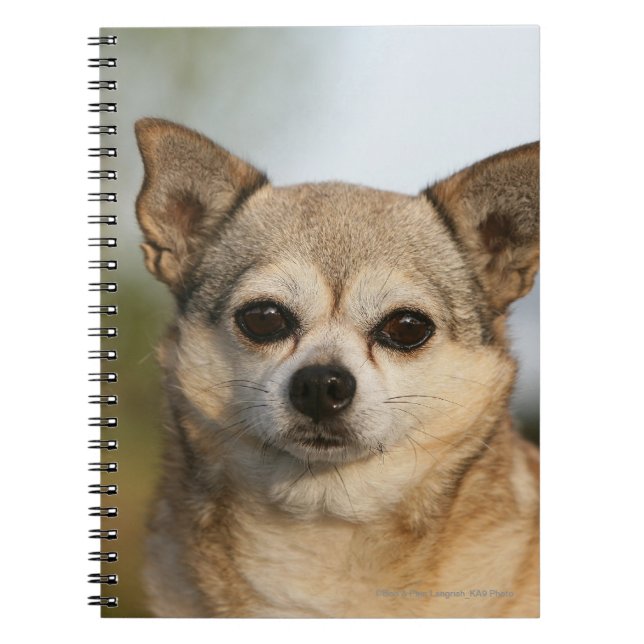 Carnet Headshot de chiwawa (Devant)