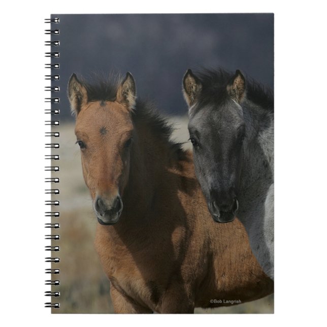 Carnet Headshot de poulain de mustang (Devant)