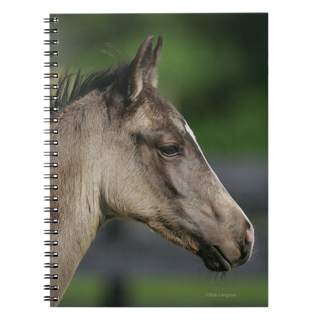 Carnet Headshot quart de poulain de cheval (Devant)