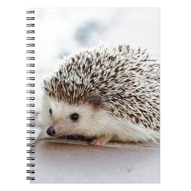 Carnet Hedgehog (Devant)