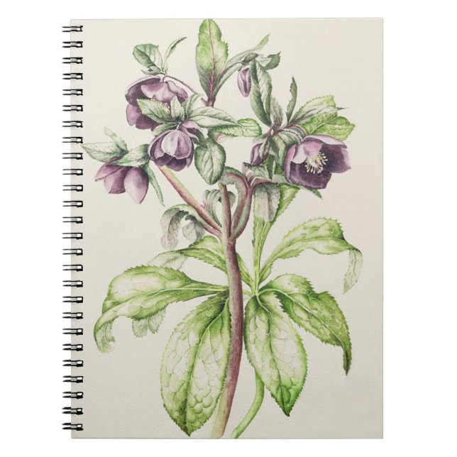 Carnet Helleborus Orientalis de Hélène Ballard (Devant)