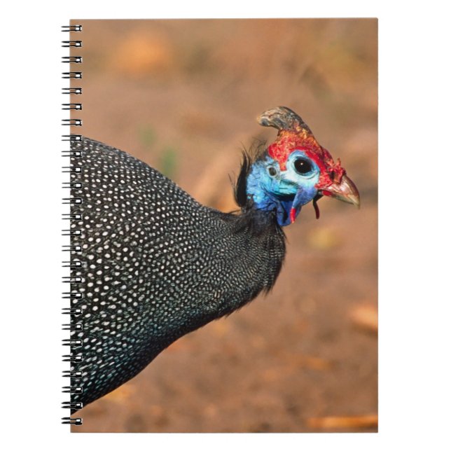 Carnet Helmeted Guinea Fowl (Numida meleagris). Afrique, (Devant)