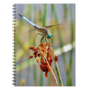 Carnet Herbe de carex, et libellule