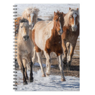 Carnet Herd of Mixed Breed Horses Running in the Snow