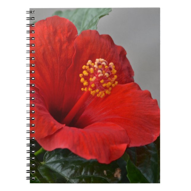 Carnet Hibiscus (Devant)