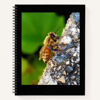 Carnet Honeybee 8,5x11