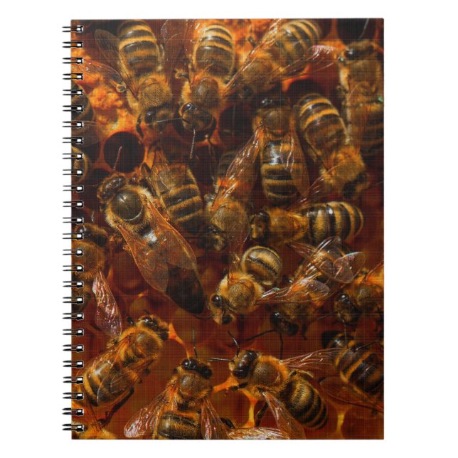 CARNET HONEYBEES 7 (Devant)