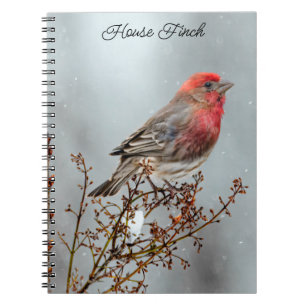 Carnet House Finch in Snow - Original Photograph