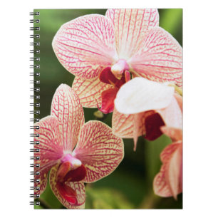 Carnet Hybride d'orchidée orange, Afrique du Sud